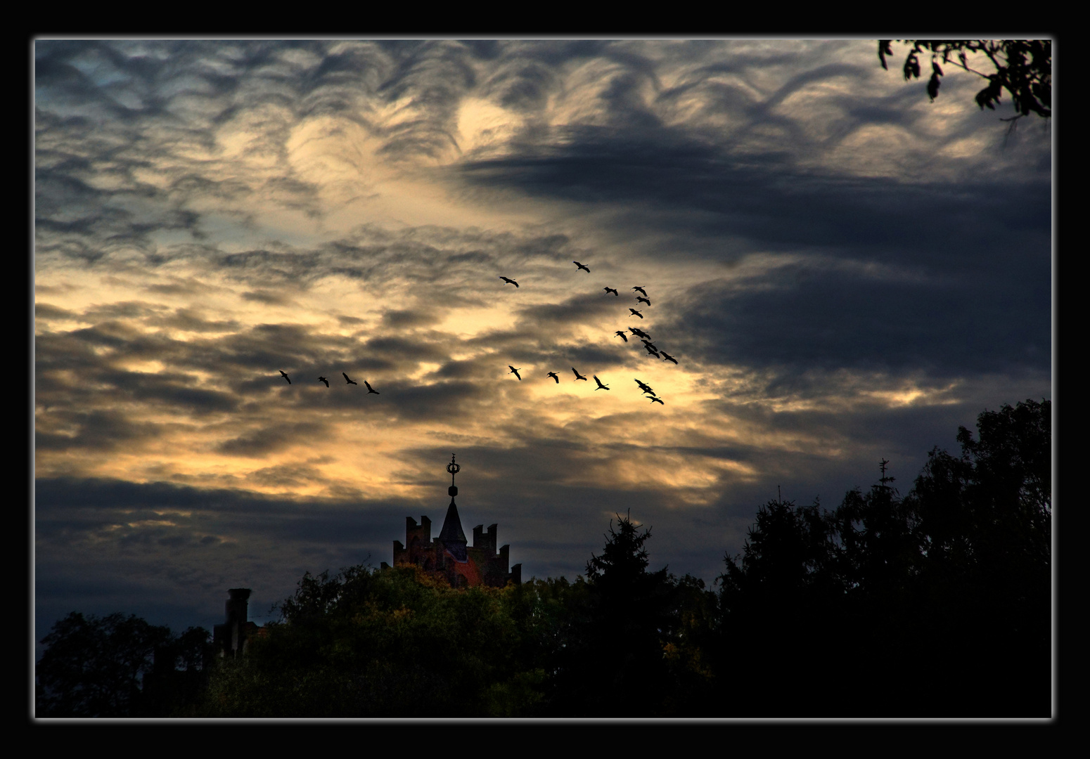 Flug der Kraniche bei Linum/Brandenburg