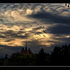 Flug der Kraniche bei Linum/Brandenburg