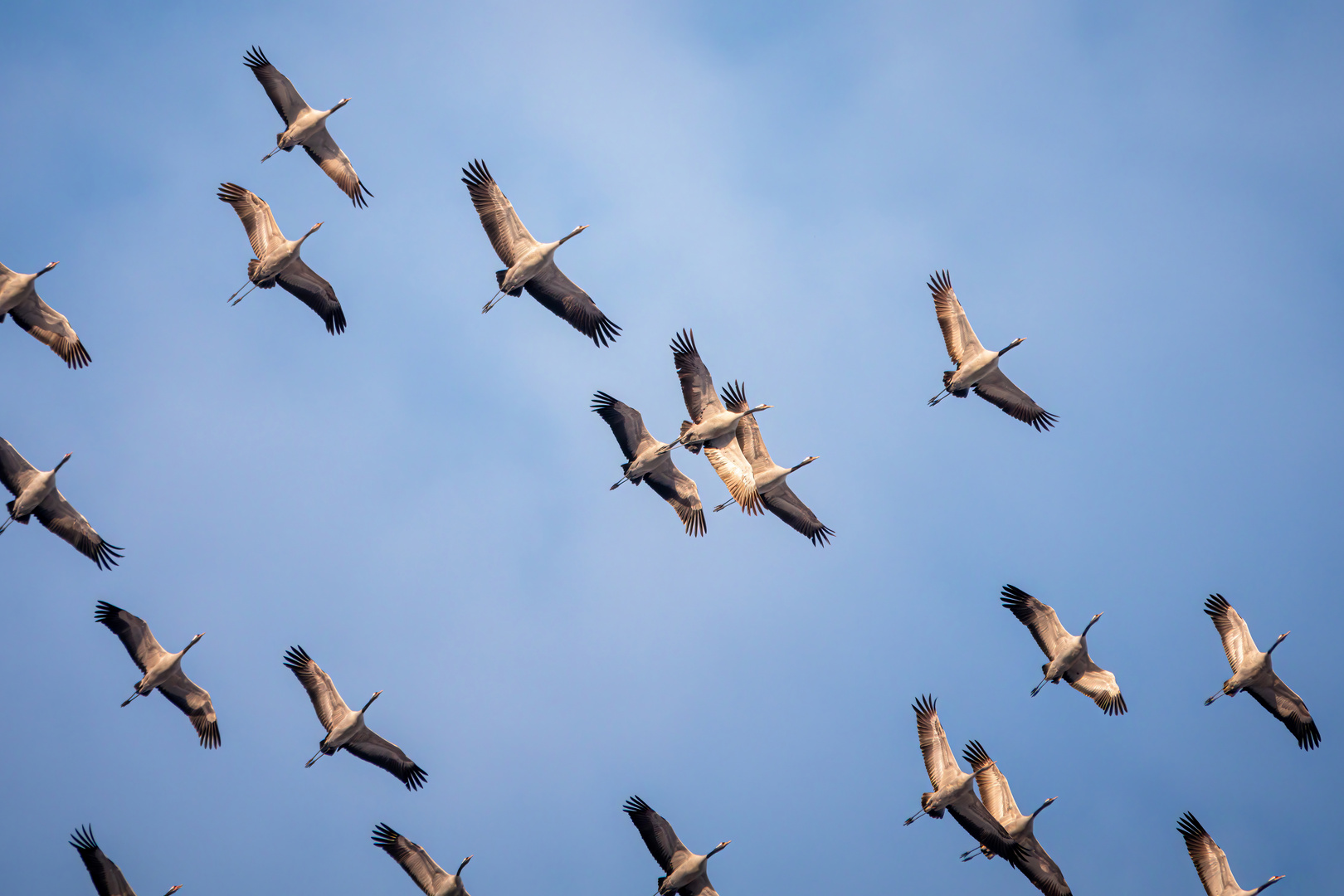 Flug der Kraniche