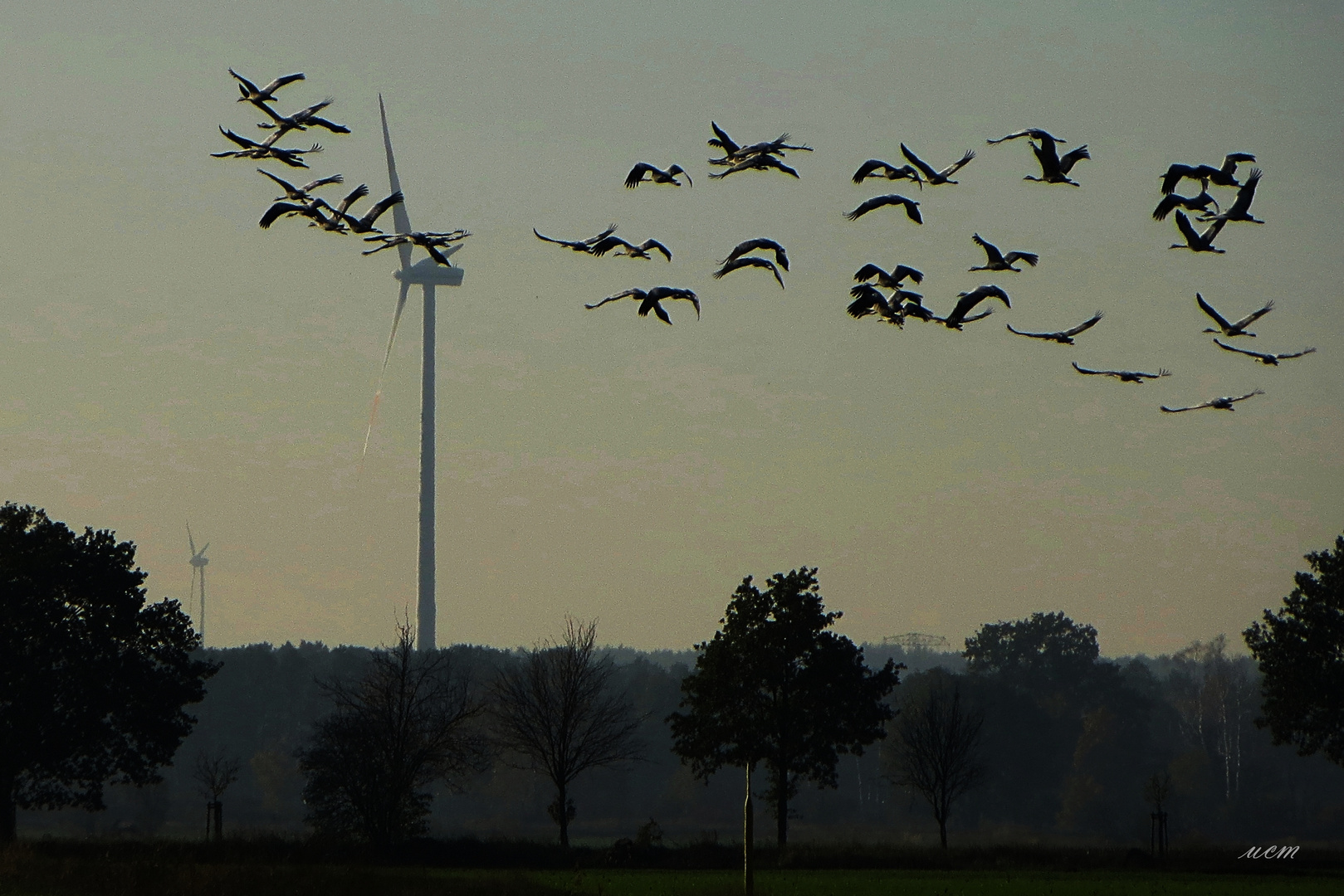 Flug der Kraniche