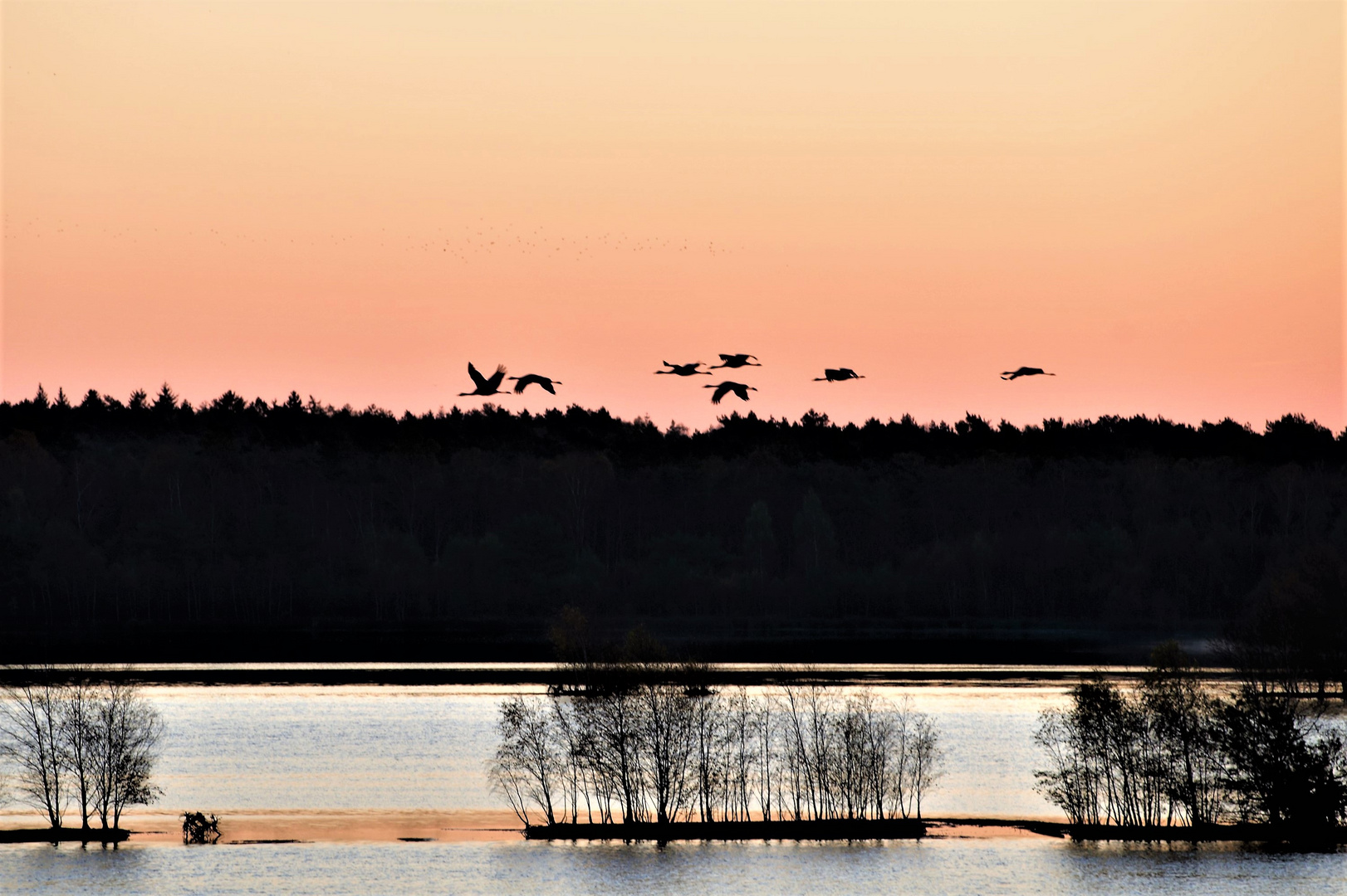 Flug der Kraniche im ersten Morgenlicht