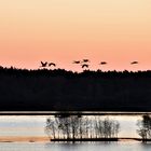 Flug der Kraniche im ersten Morgenlicht