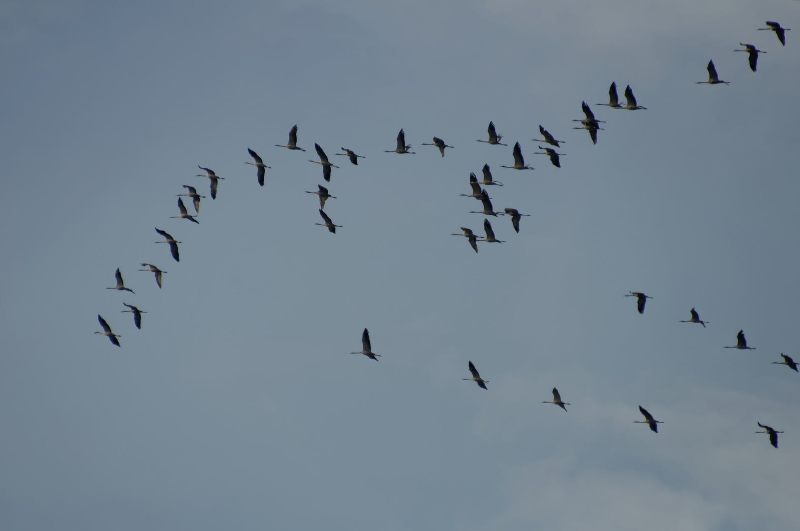 Flug der Kraniche in Formation