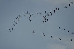 Flug der Kraniche in Formation