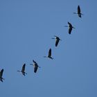 Flug der Kraniche über Düsseldorf - 13.11.2022  (2)