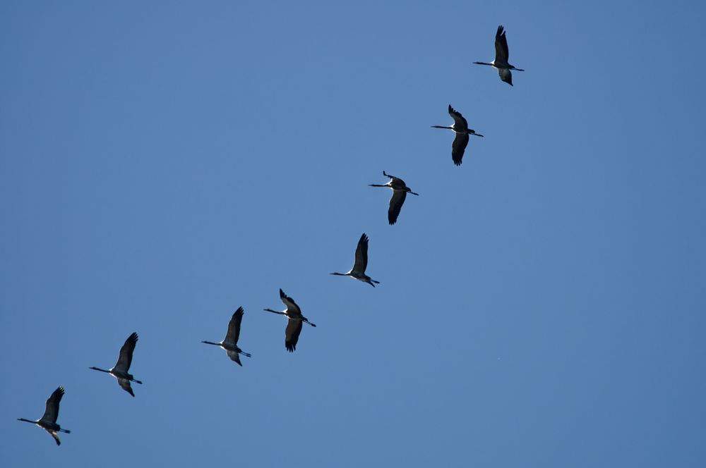 Flug der Kraniche über Düsseldorf - 13.11.2022  (2)