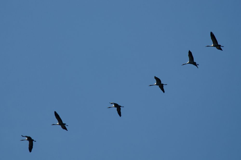 Flug der Kraniche über Düsseldorf - 13.11.2022 (3)