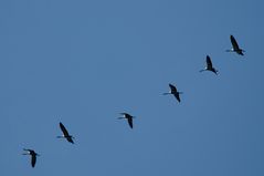 Flug der Kraniche über Düsseldorf - 13.11.2022 (3)