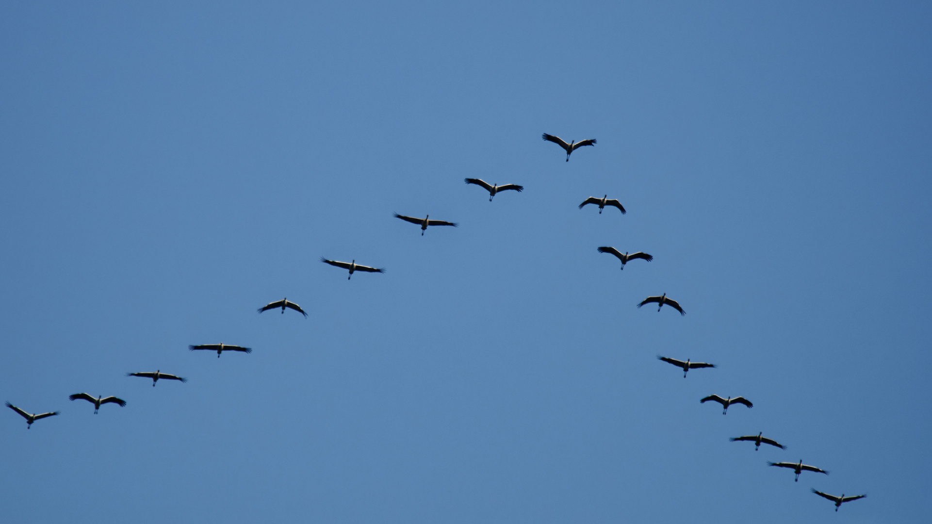 Flug der Kraniche über Düsseldorf  - 13.11.2022