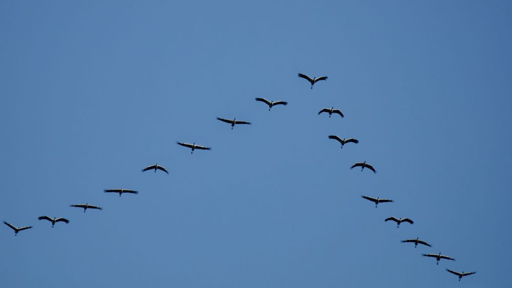 Flug der Kraniche über Düsseldorf  - 13.11.2022