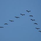 Flug der Kraniche über Düsseldorf  - 13.11.2022