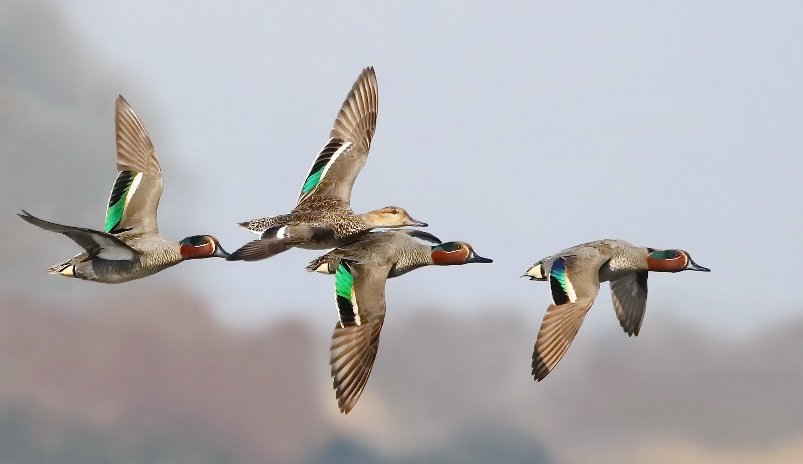 Flug der Krickenten