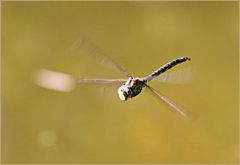 Flug der Libelle