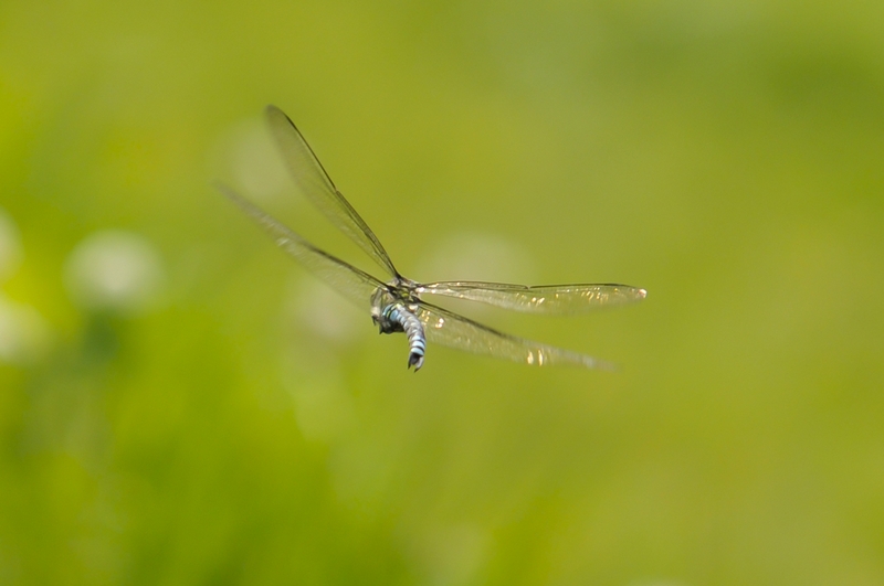 Flug der Libelle 2