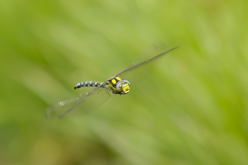 Flug der Libelle