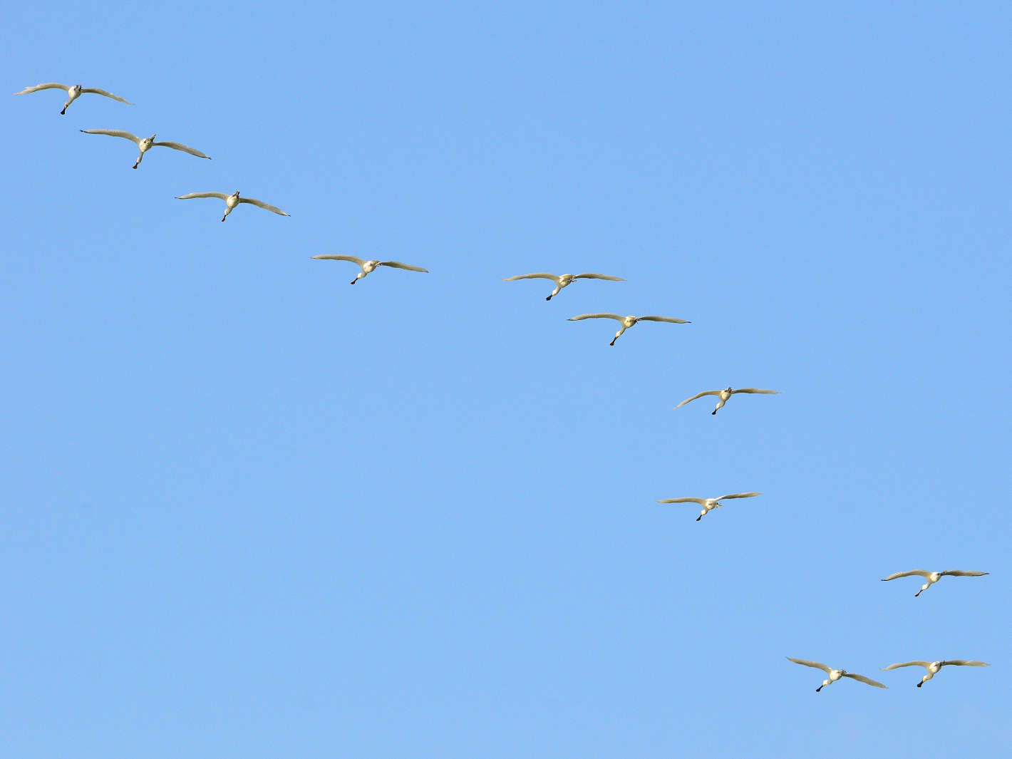 Flug der Löffler,  flight of spoonbills, vuelo de espátulas