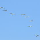 Flug der Löffler,  flight of spoonbills, vuelo de espátulas