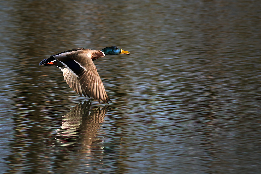 Flug der männlichen Stockente