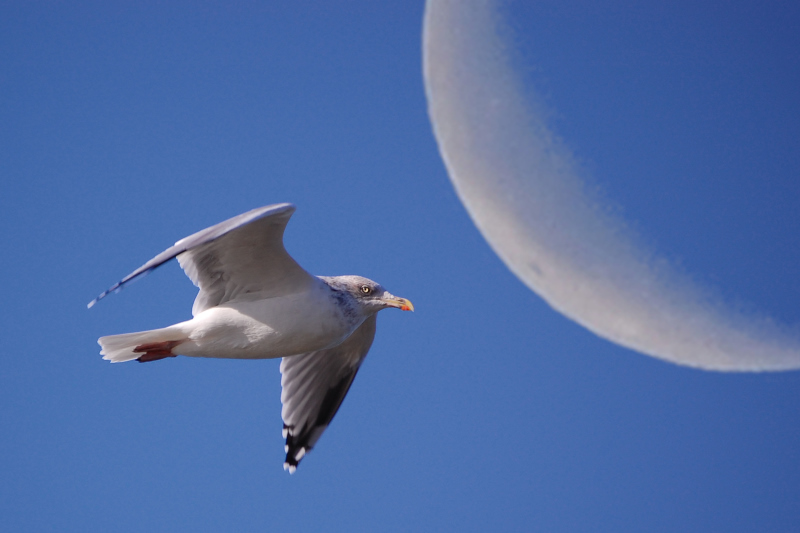 Flug der Möve