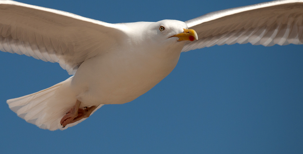 Flug der Möwe