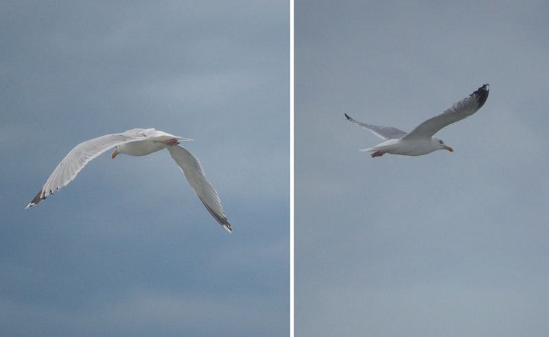 Flug der Möwe