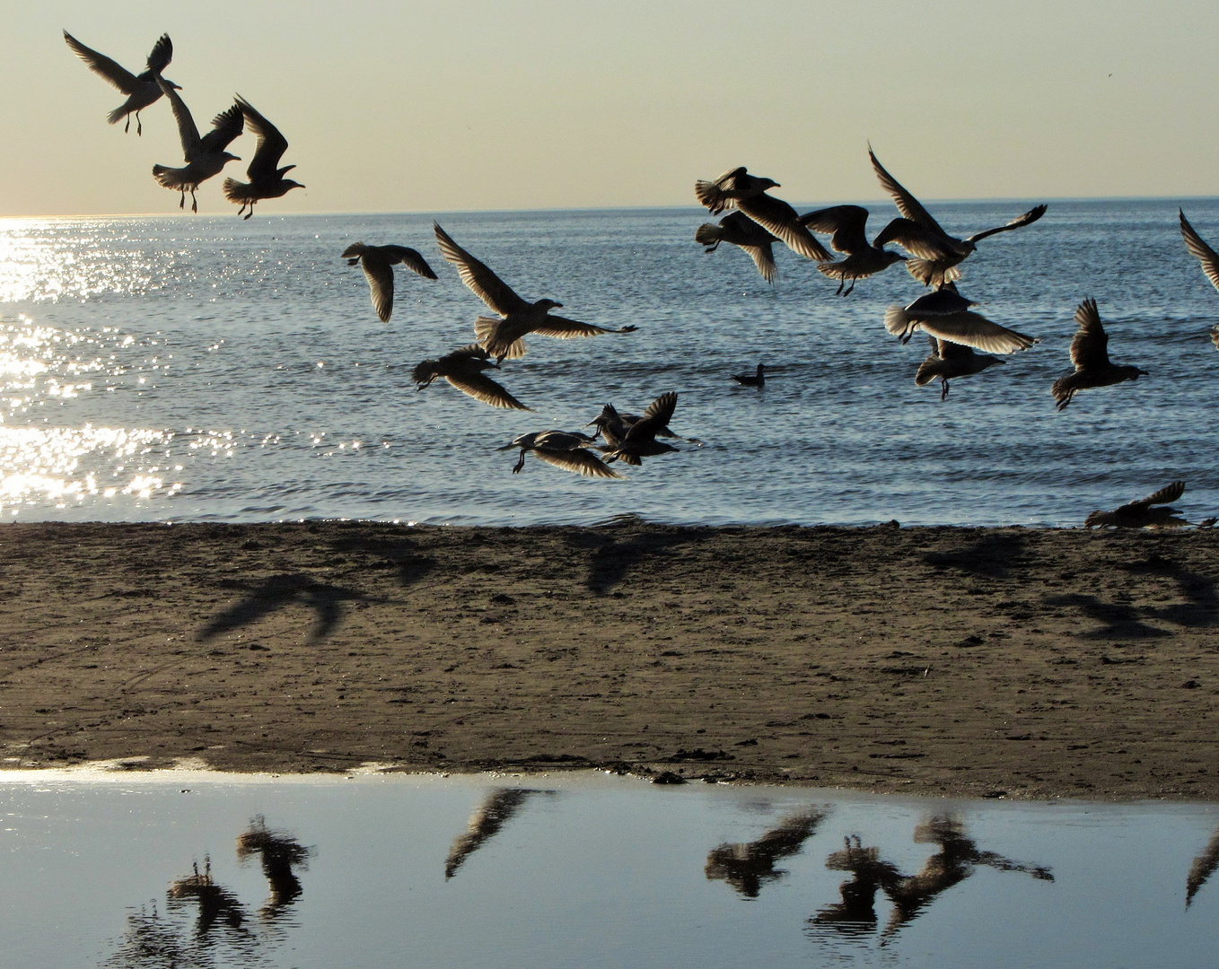 Flug der Möwen im Sonnenuntergang