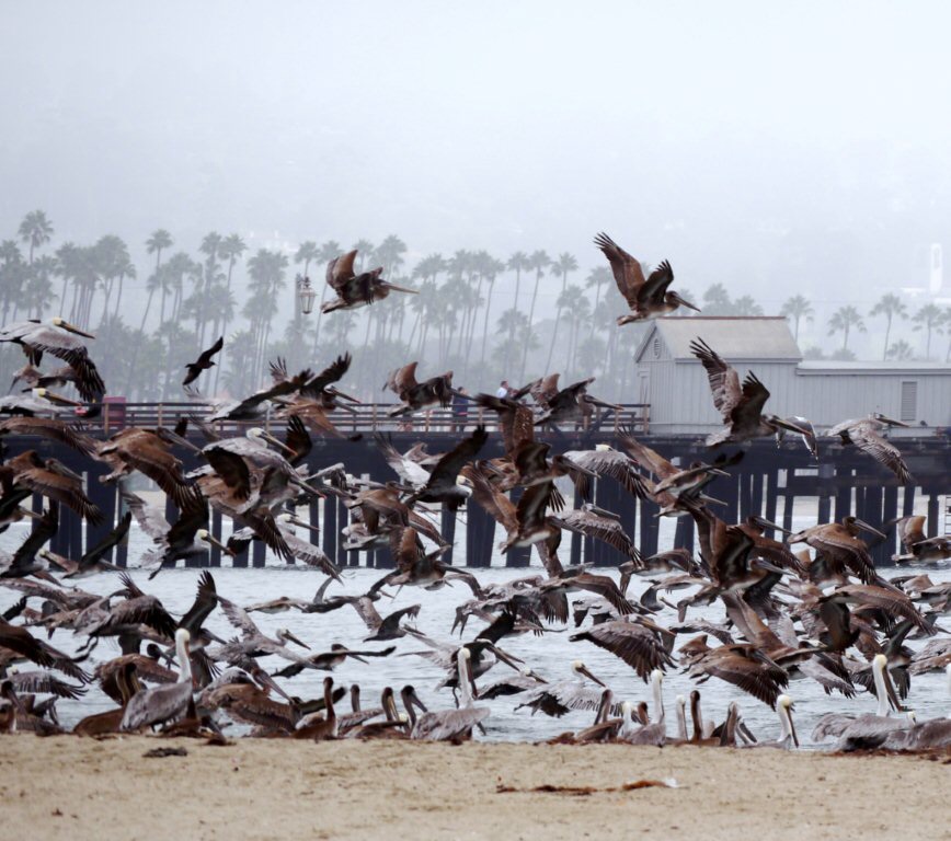 Flug der Pelikane