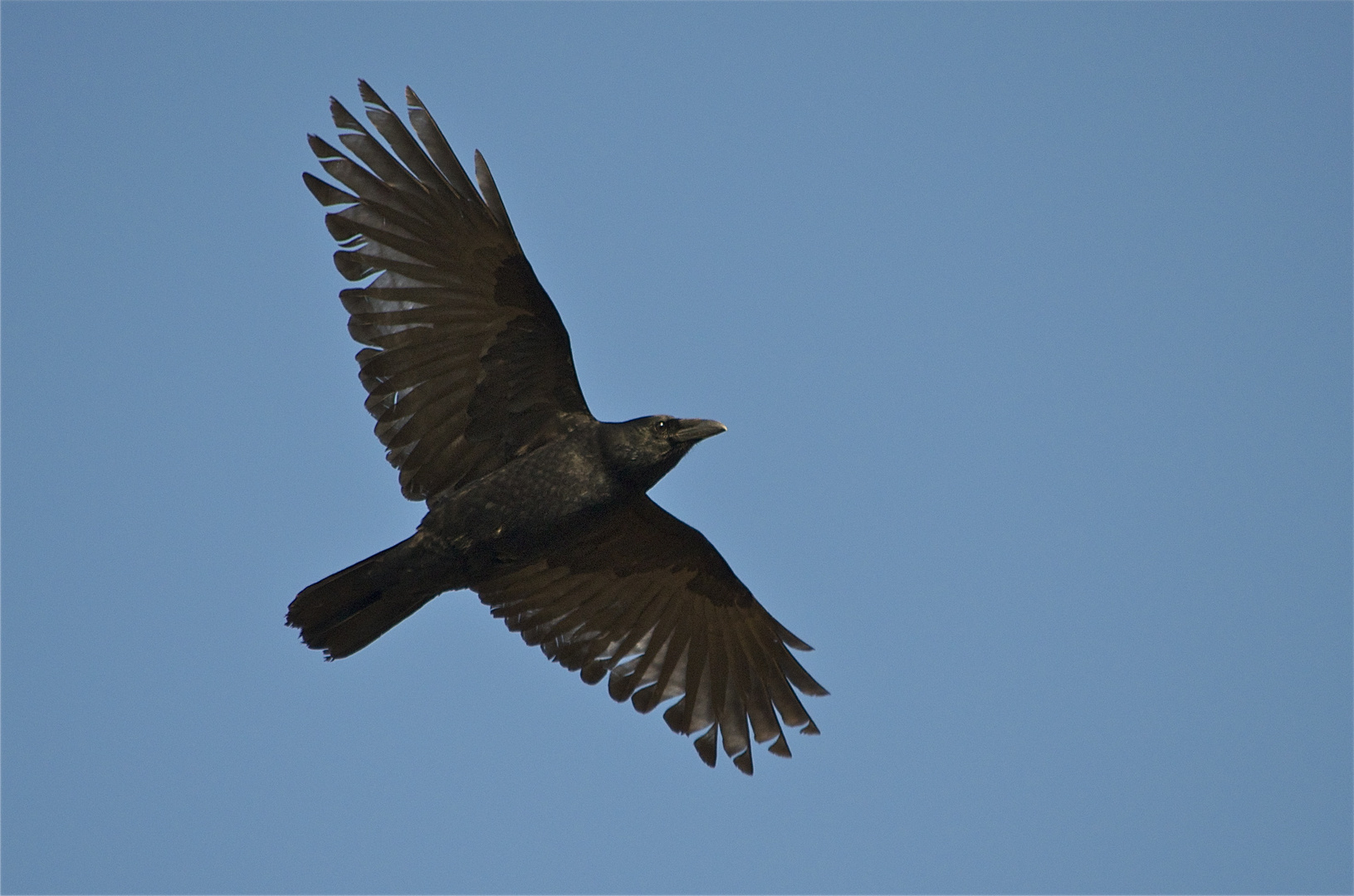 Flug der Rabenkrähe