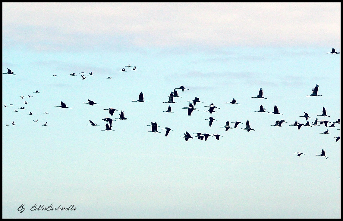 Flug der Reiher