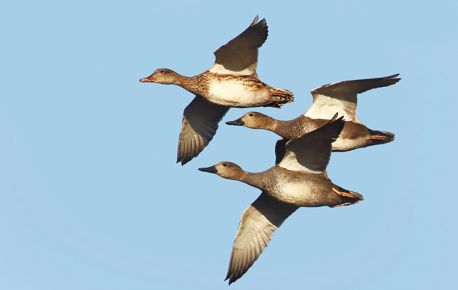 Flug der Schnatterenten