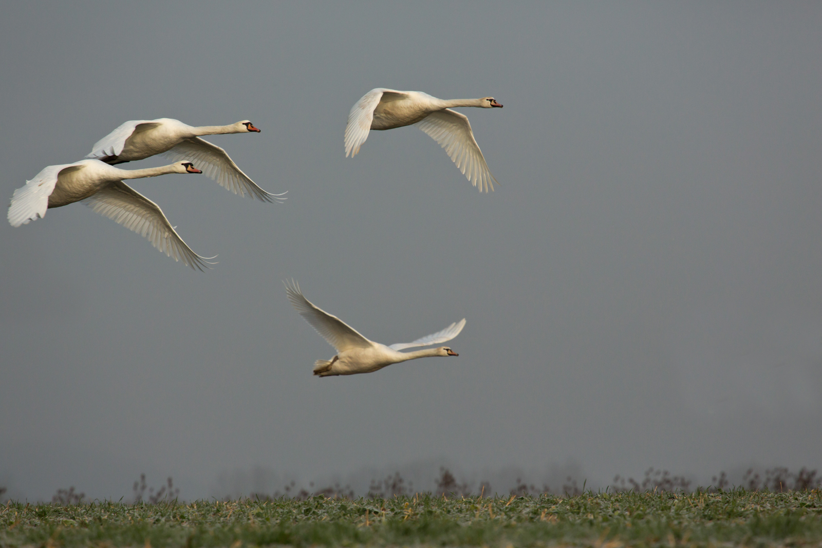 Flug der Schwäne-2