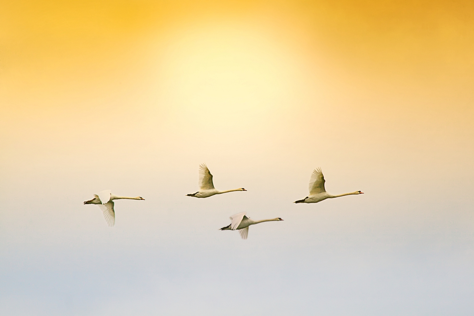 Flug der Schwäne