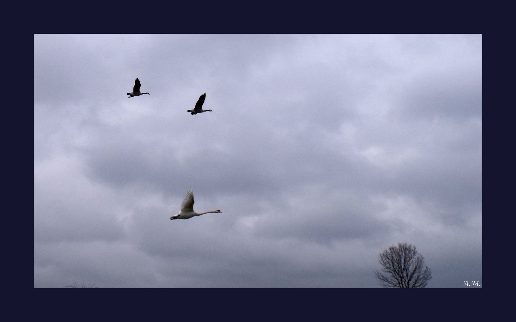 Flug der Schwäne