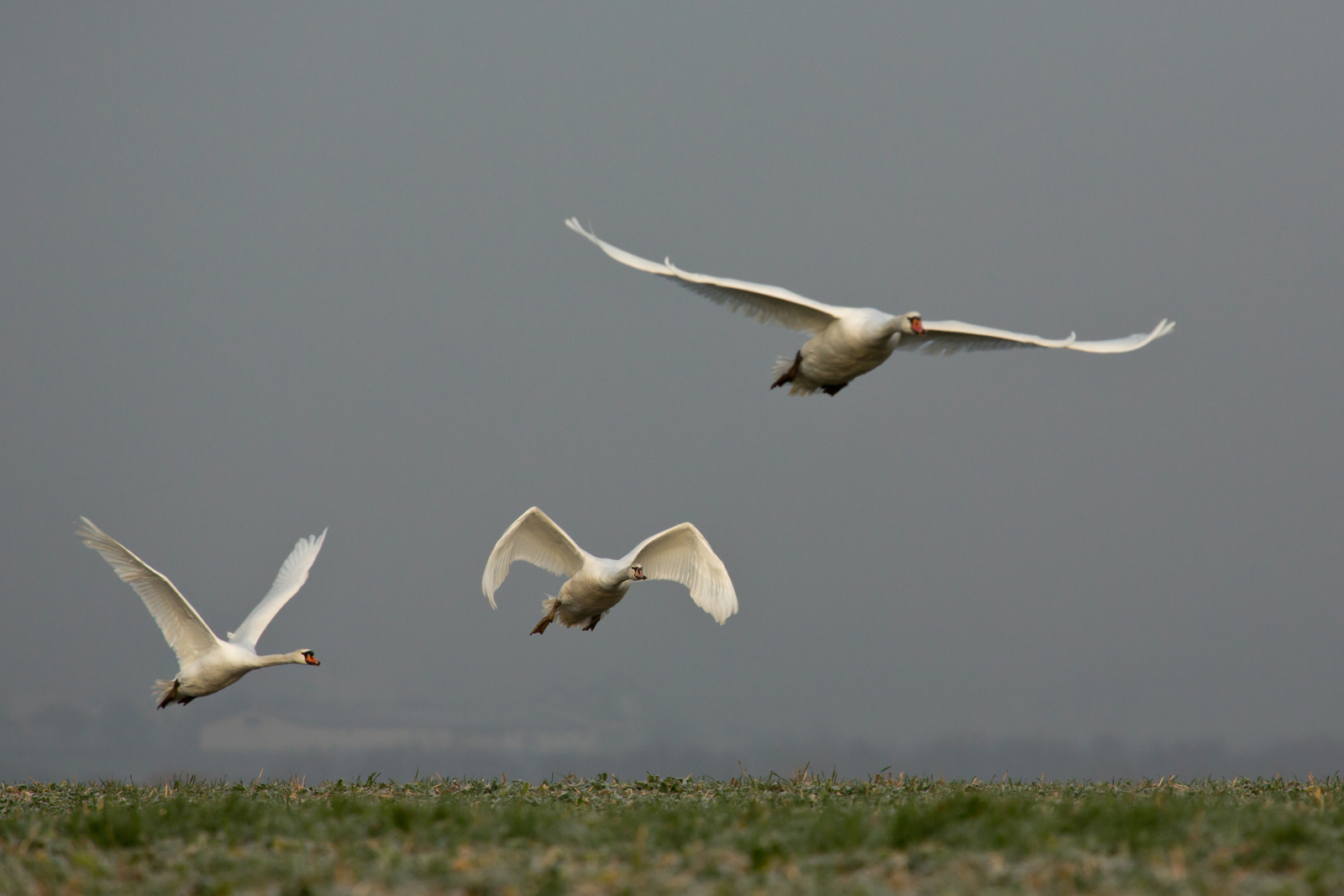 Flug der Schwäne