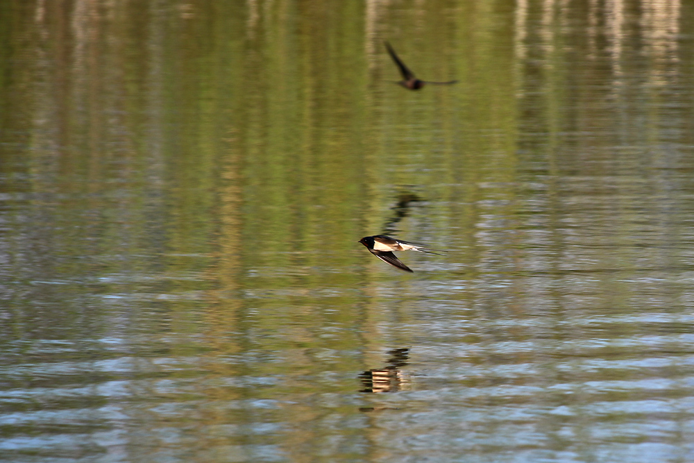 Flug der Schwalbe