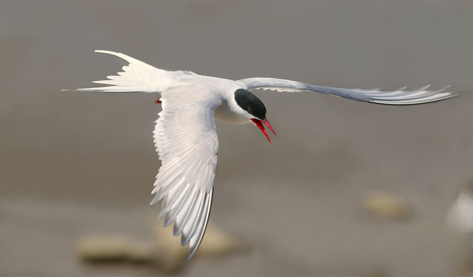 Flug der Seeschwalbe