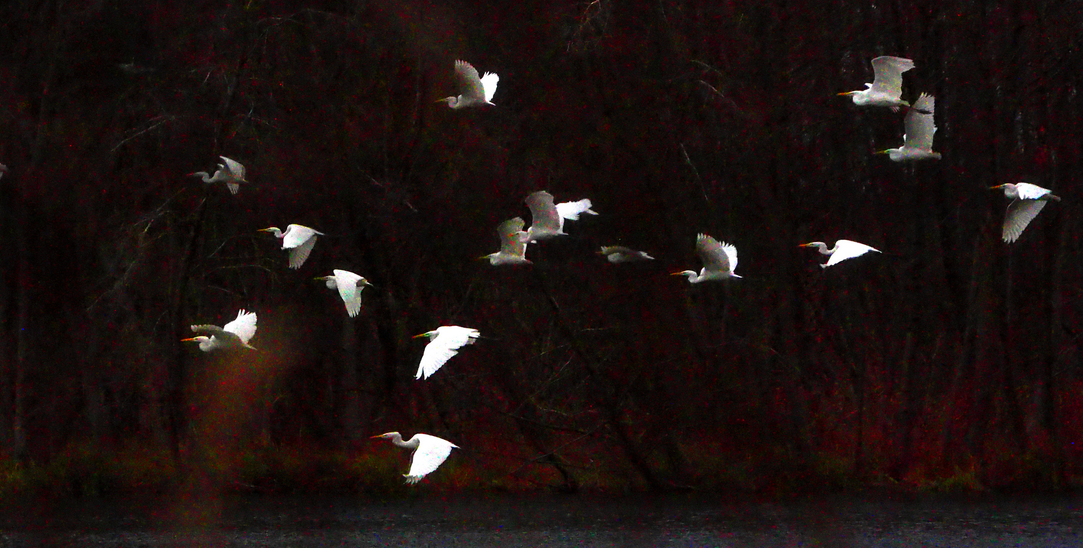  Flug der Silberreiher