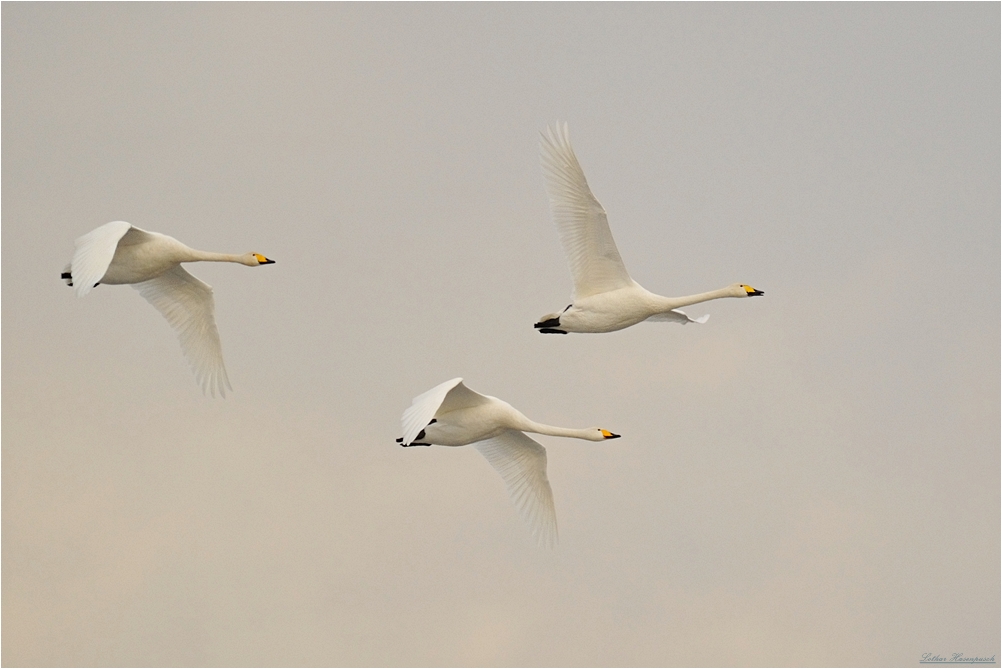 Flug der Singschwäne