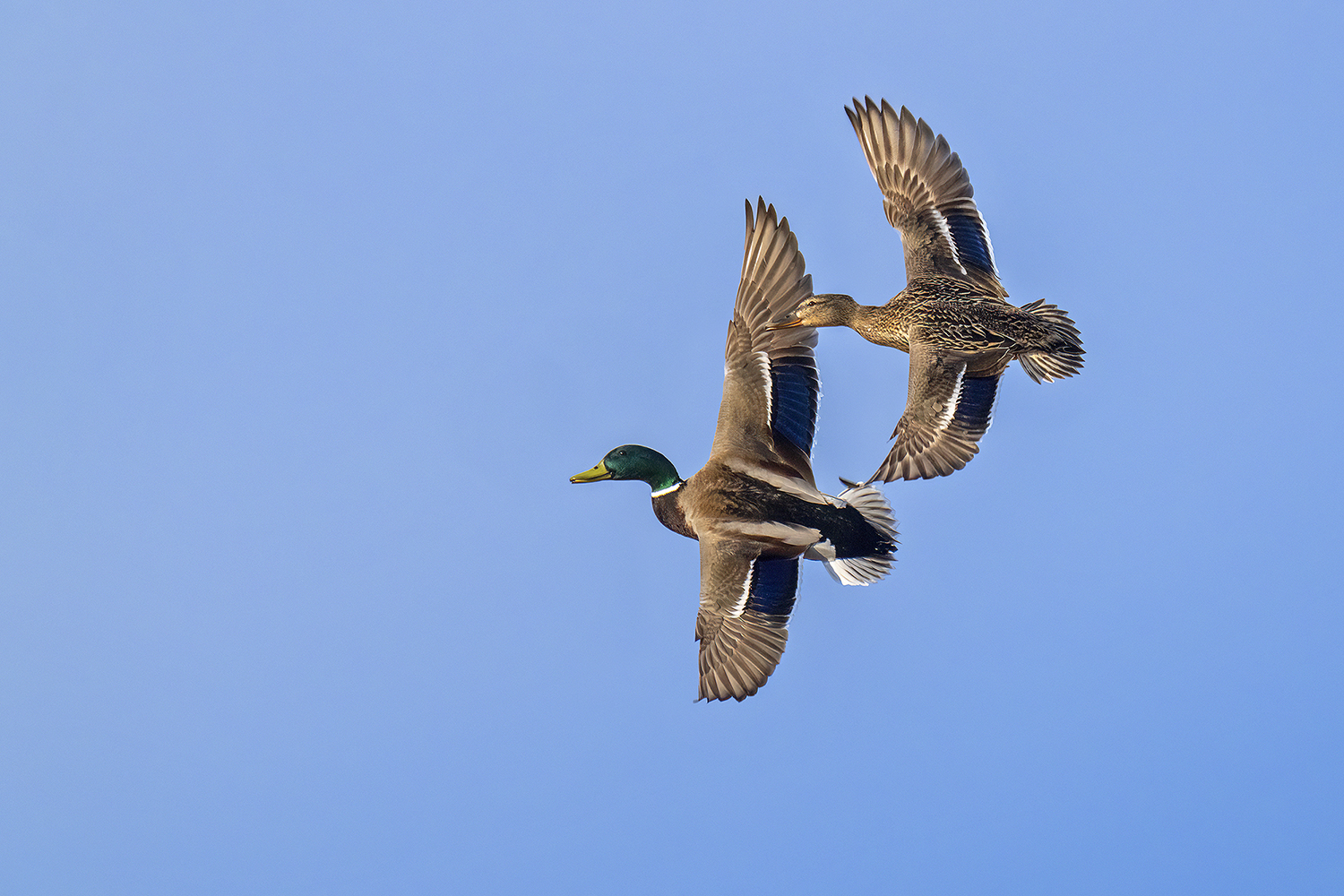 Flug der Stockenten