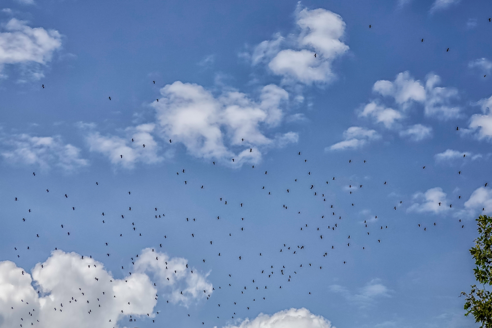 Flug der Störche