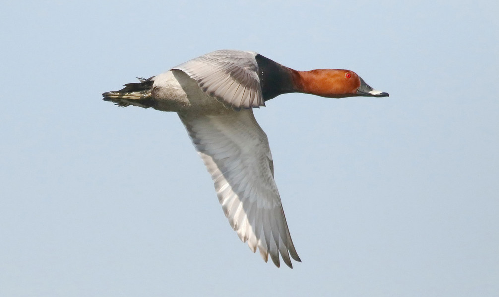 Flug der Tafelente