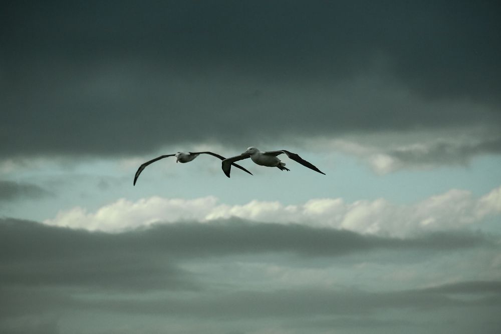 Flug der Verbundenen