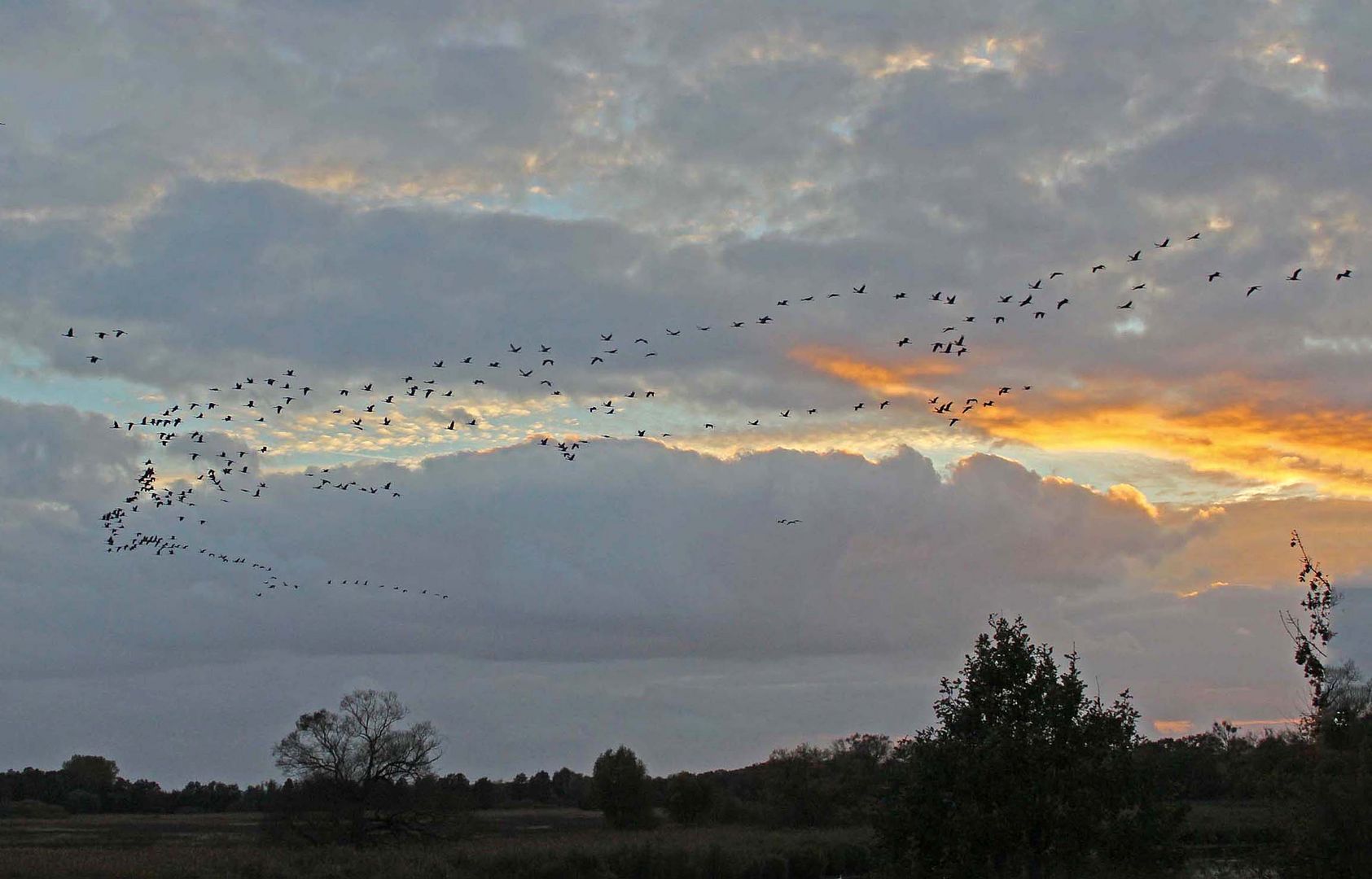 Flug der Vögel