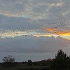 Flug der Vögel