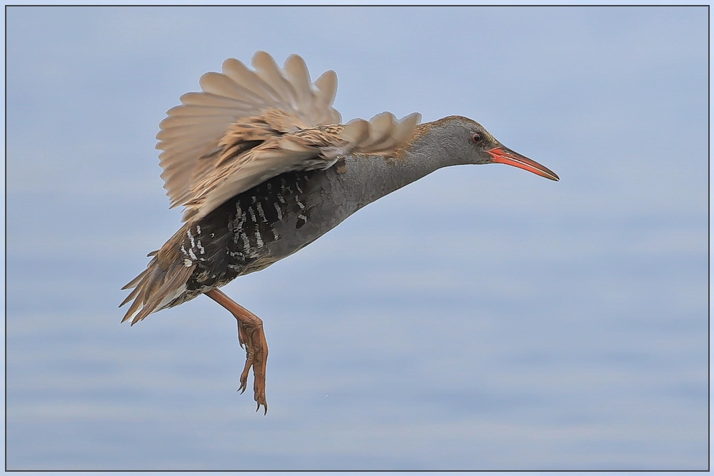 Flug der Wasserralle