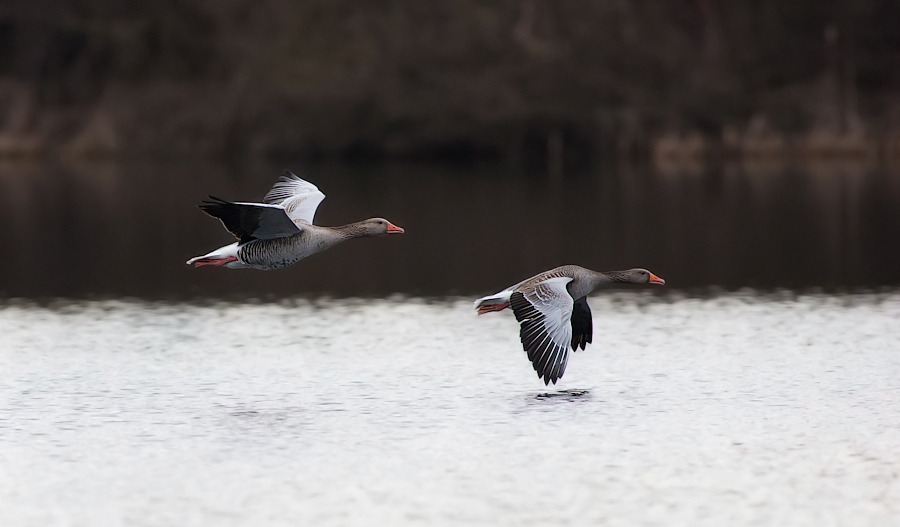 Flug der Wildgaense