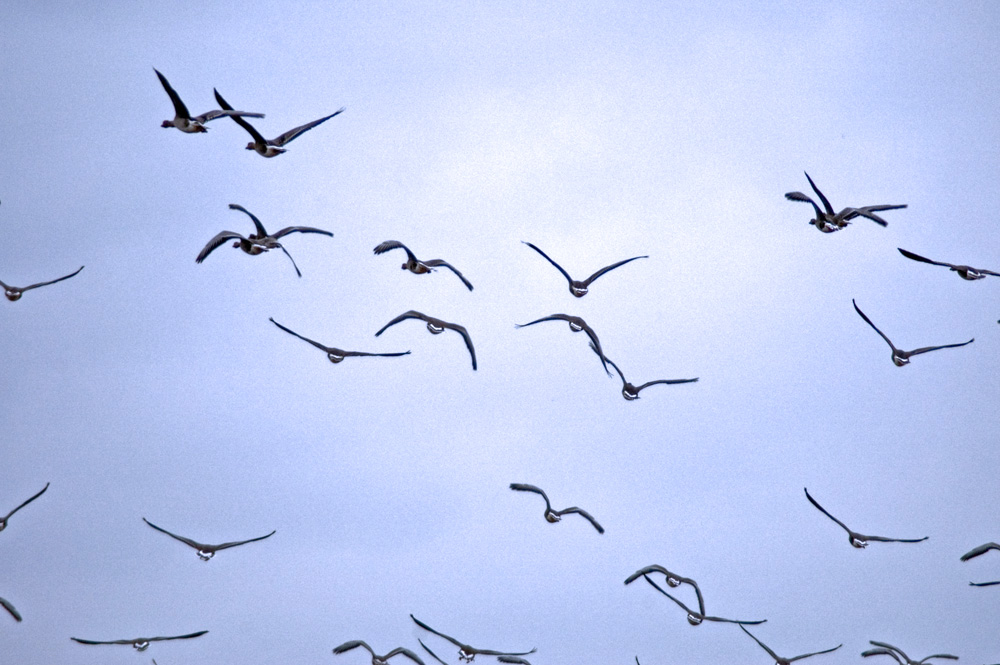 Flug der Wildgänse