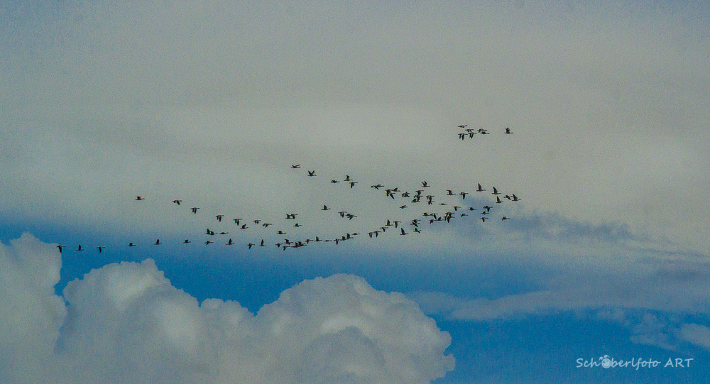 Flug der Wildgänse