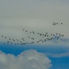 Flug der Wildgänse