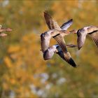 Flug der Wildgänse